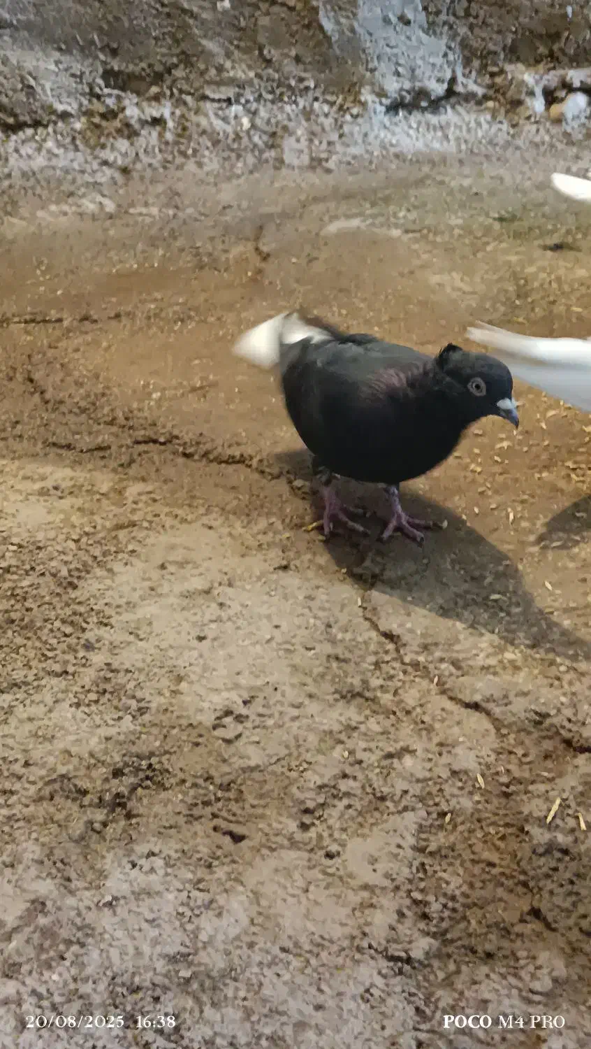 کبوتر|پرنده|ایوان, |دیوار