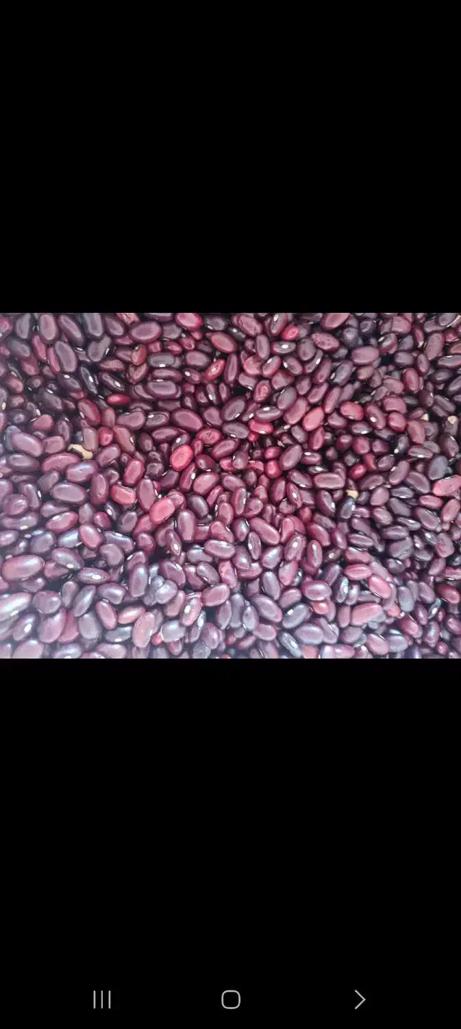 حبوبات خشکبار|خوردنی و آشامیدنی|فشاپویه, |دیوار