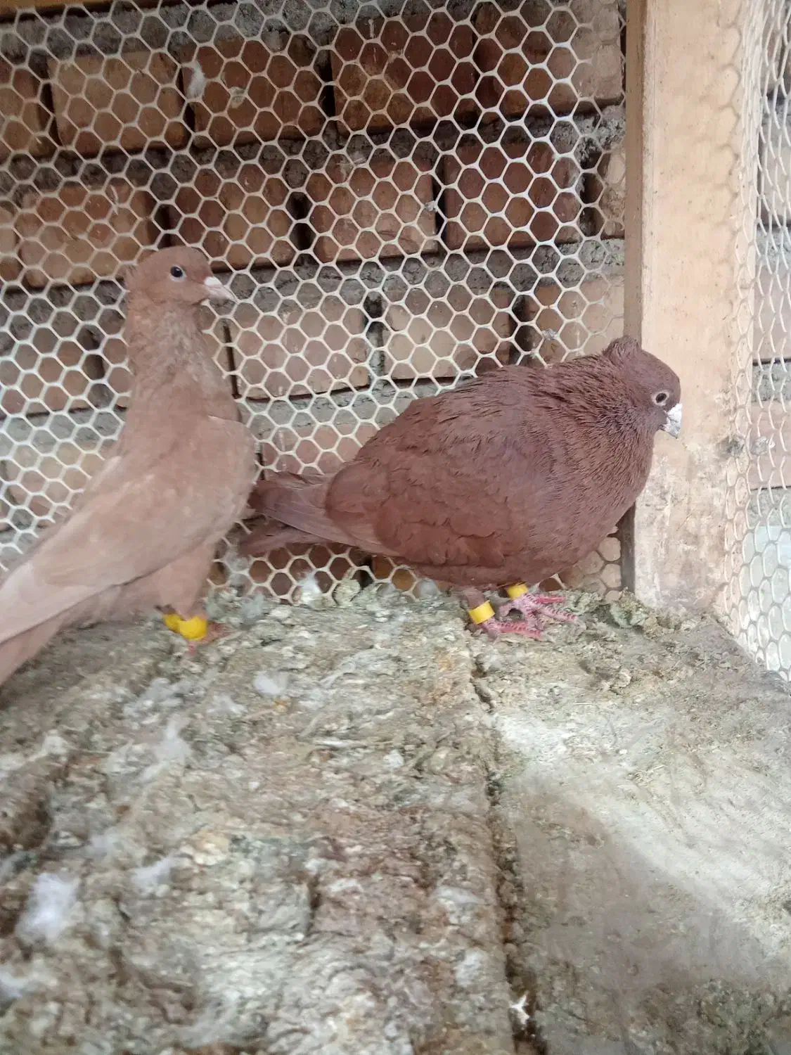 کبوتر2عدد|پرنده|نیشابور, ریوند|دیوار