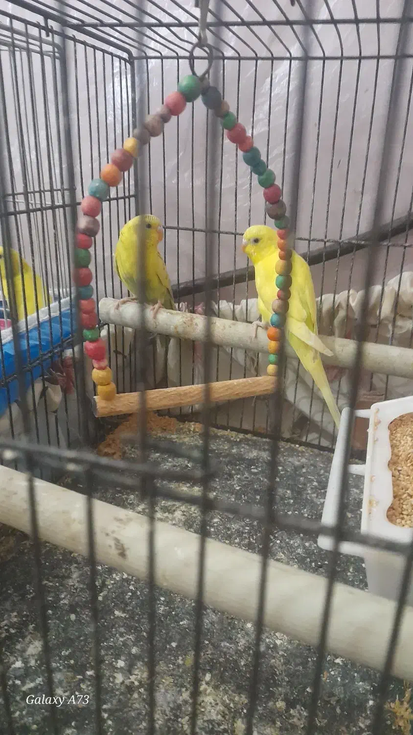 مرغ عشق خوشرنگ|پرنده|بوئین زهرا, |دیوار