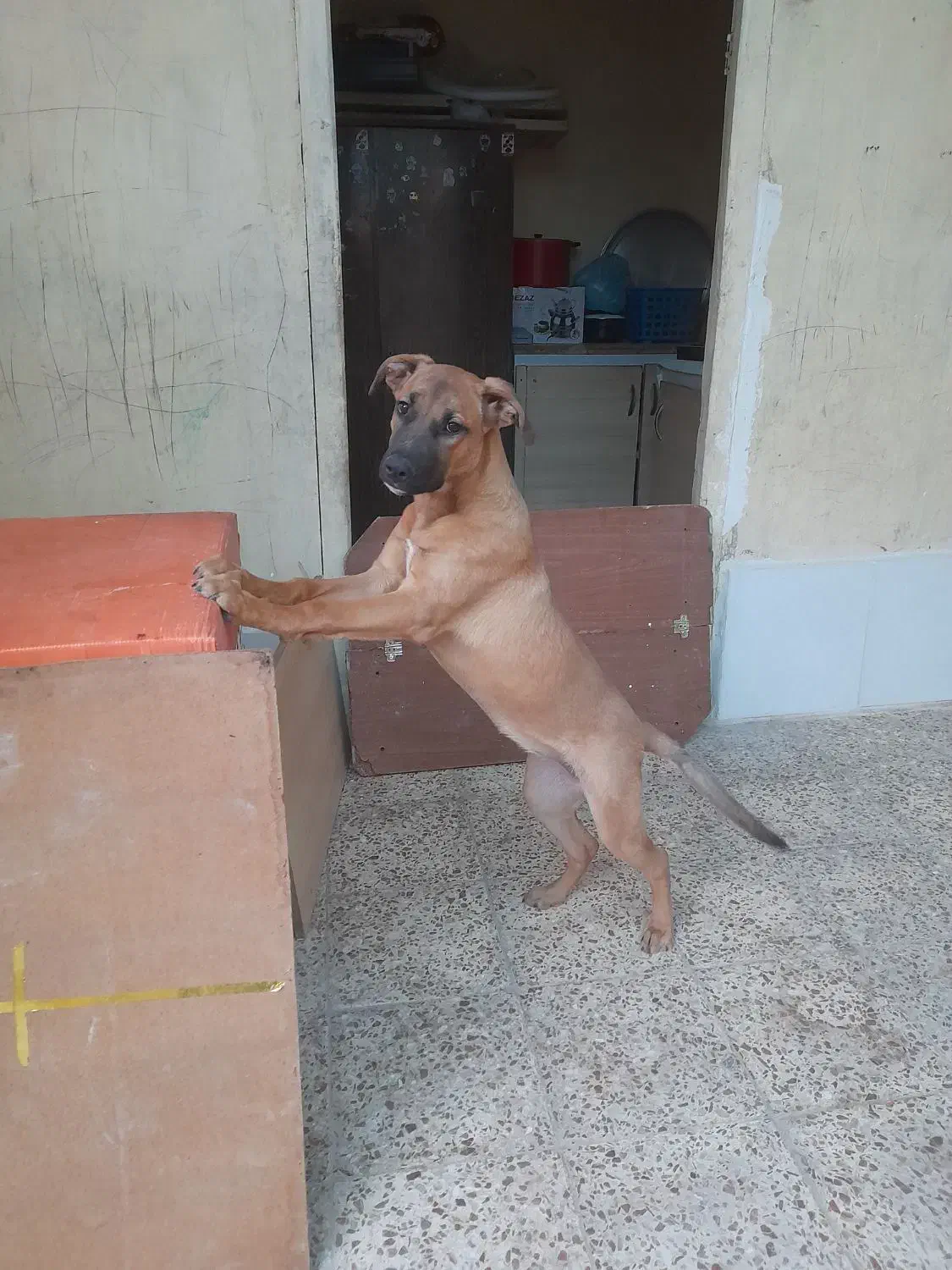 سگ گمشده|حیوانات|خمینی‌شهر, |دیوار