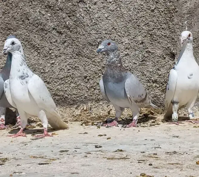 کفتر نر پرشی|پرنده|شیراز, حومه شیراز|دیوار