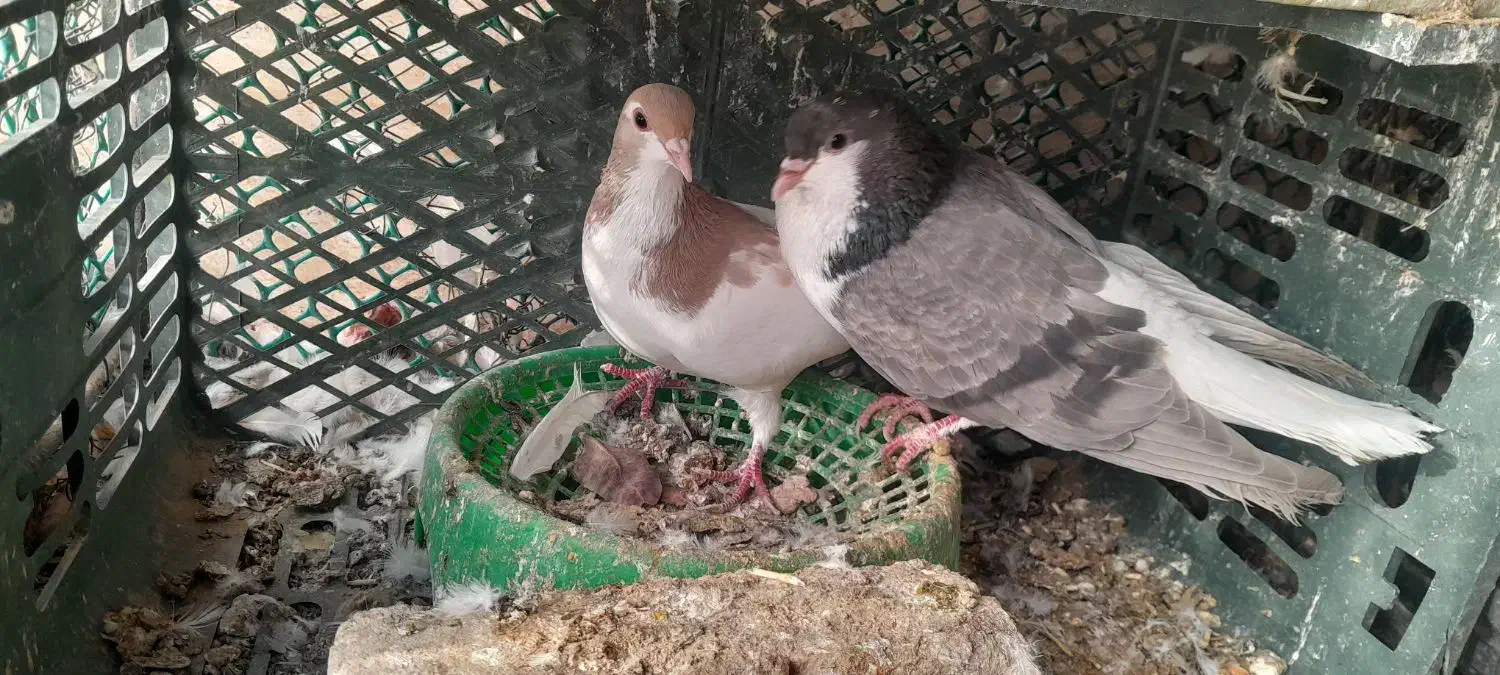 چندتا کبوتر|پرنده|گناباد, |دیوار