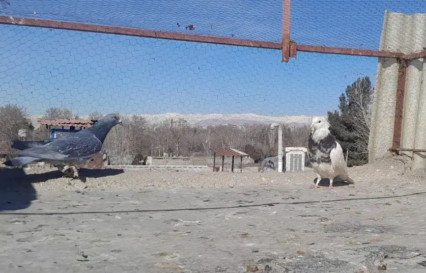 کفتر|پرنده|مشکین‌دشت, |دیوار