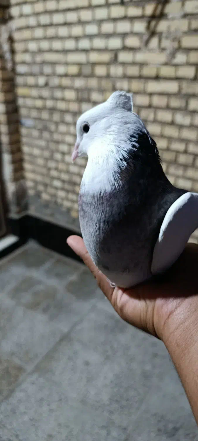 طوقی|پرنده|اهواز, کوی سعدی|دیوار