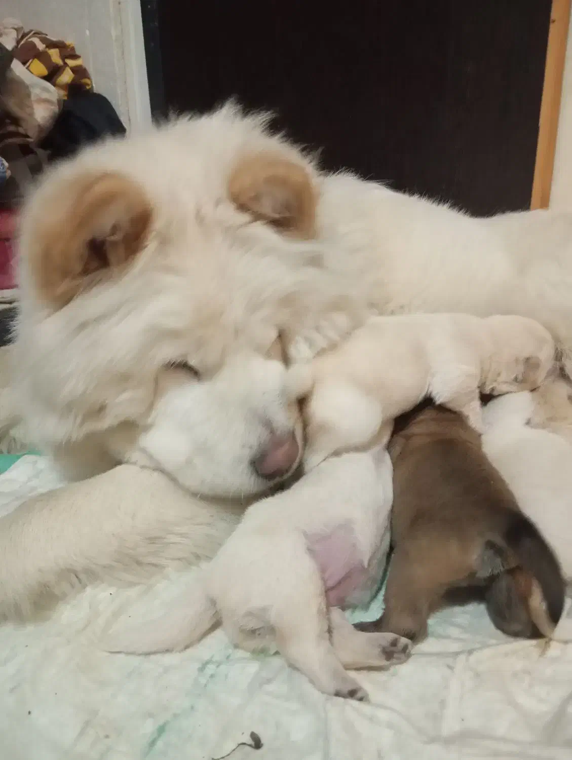 توله چاوچاو چمپیون وارداتی|سگ|تهران, لویزان|دیوار