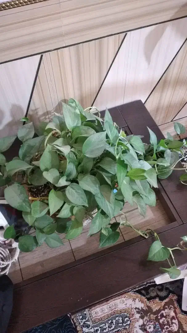 خانه|فروش خانه و ویلا|مرودشت, علی‌آباد‎|دیوار