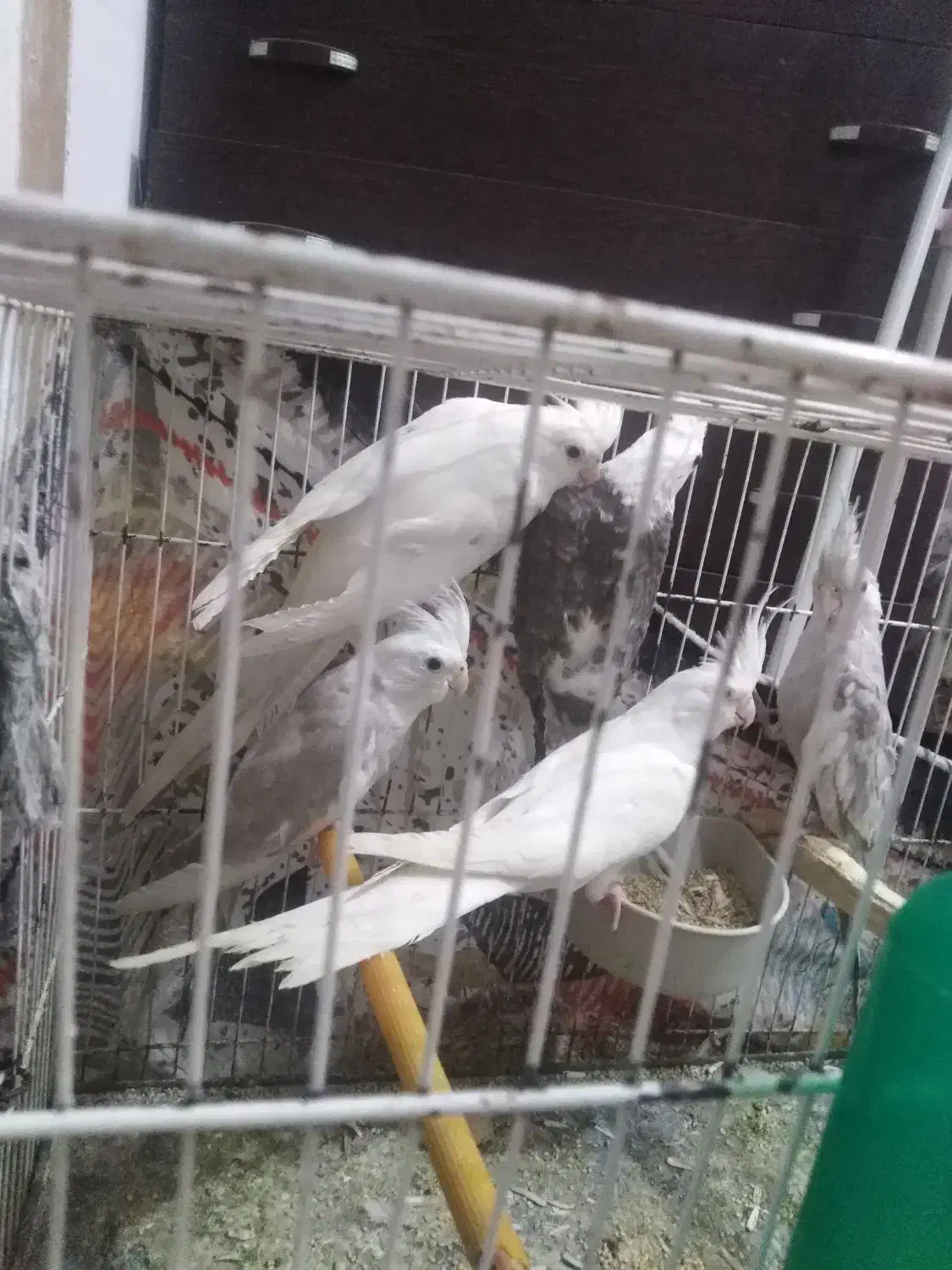 عروس هلندی آلبینو و وایت فیس|پرنده|گرگان, |دیوار