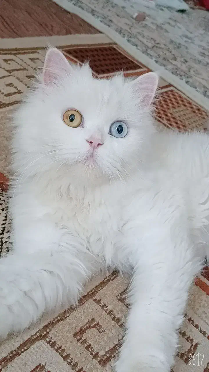 فروش گربه خونگی|گربه|زابل, |دیوار