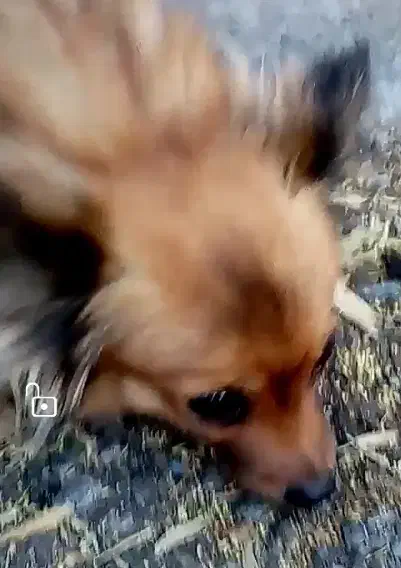 سگ گمشده پاکوتاه|حیوانات|بم, |دیوار