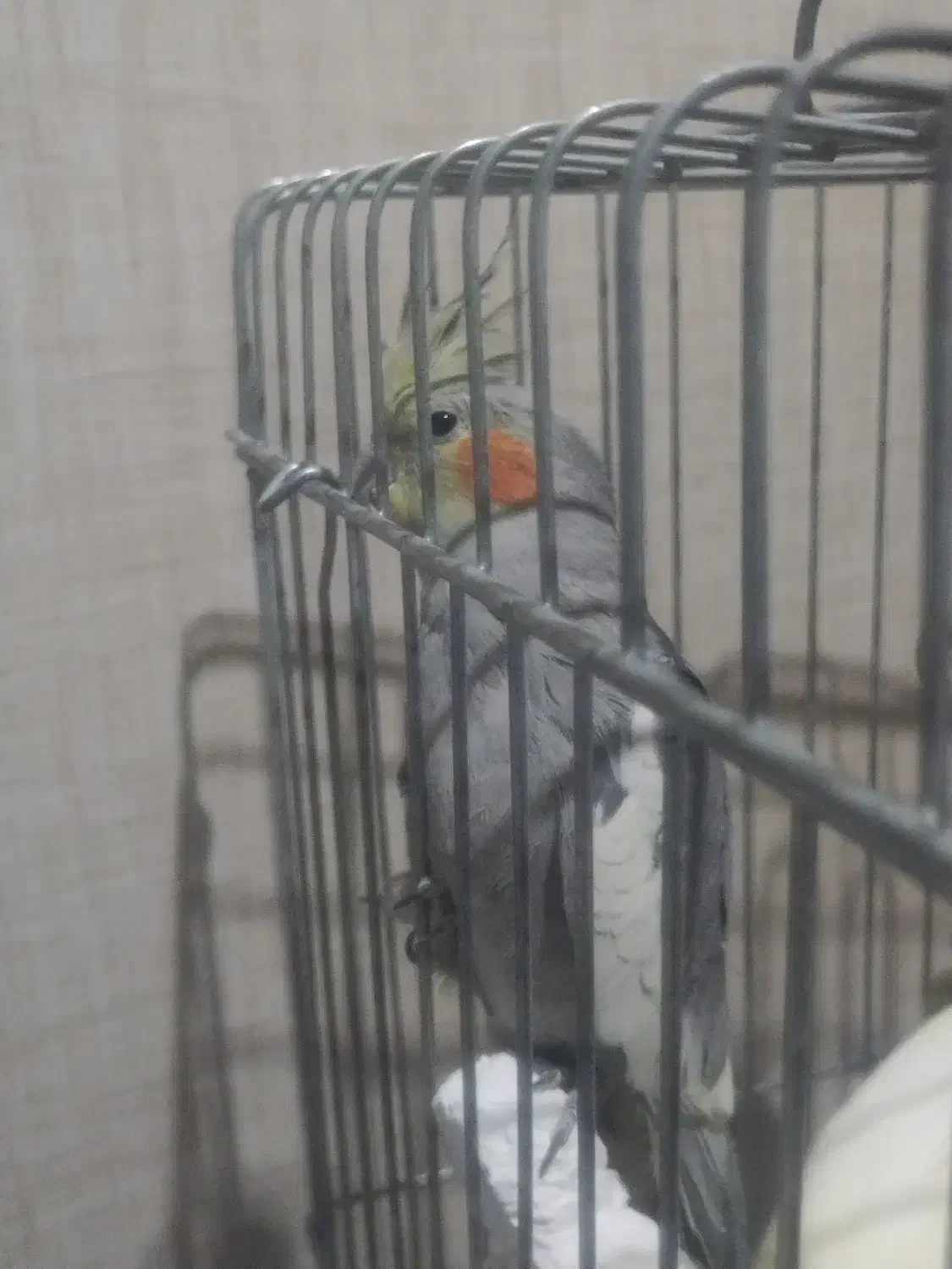 عروس هلندی|پرنده|شهریار, شهریار|دیوار