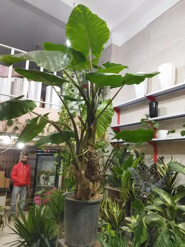 گلو گیاه|گل و گیاه طبیعی|محمدیه-قزوین, |دیوار