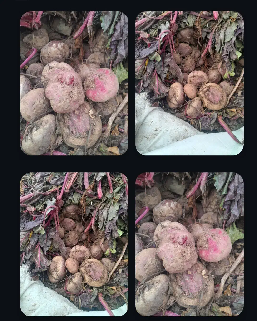 چغندرلبو|عمده‌فروشی|دشتابی, |دیوار