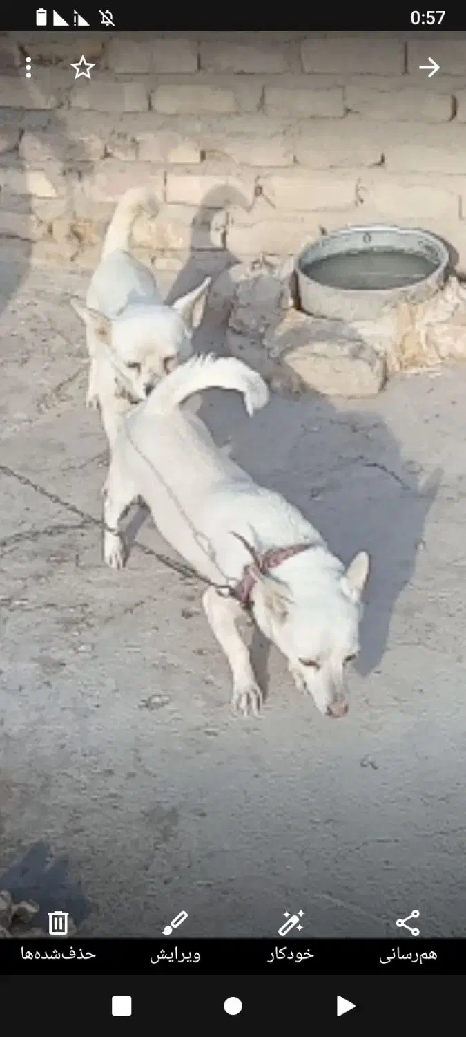 توله پاگوتاه|سگ|زابل, |دیوار