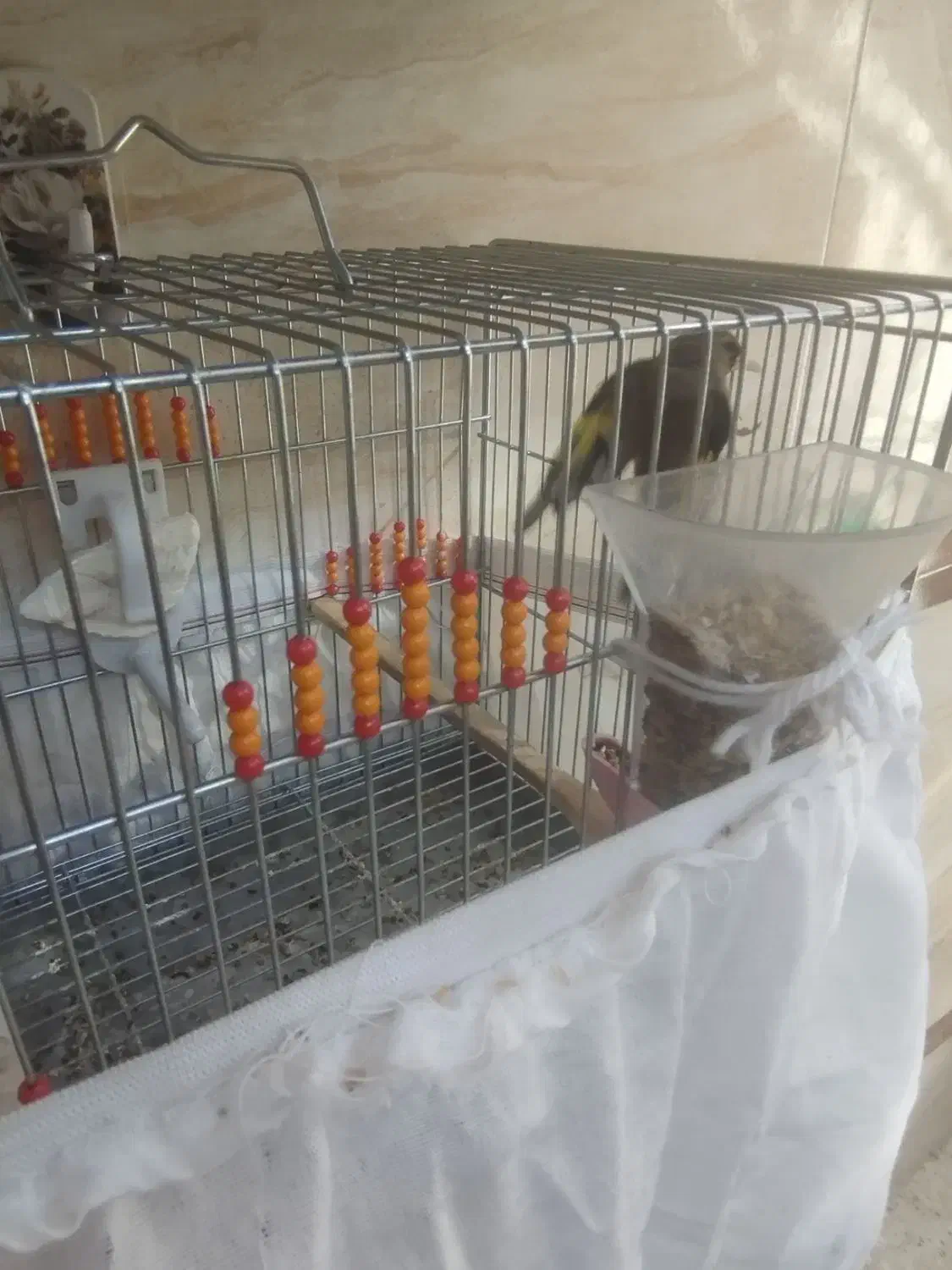 سهره دورگ|پرنده|خمینیشهر, |دیوار