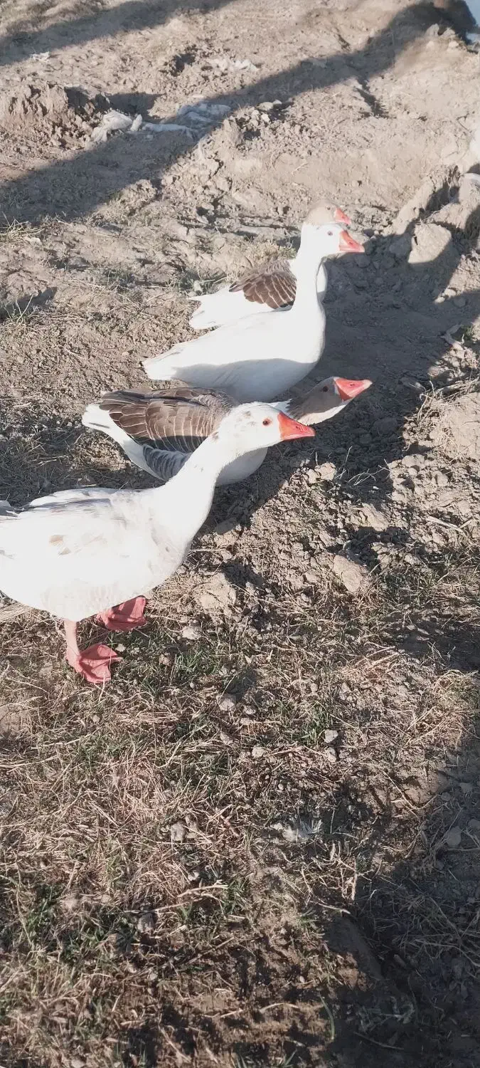 یه جفت غاز نرو ماده|حیوانات مزرعه|ایرانشهر, |دیوار