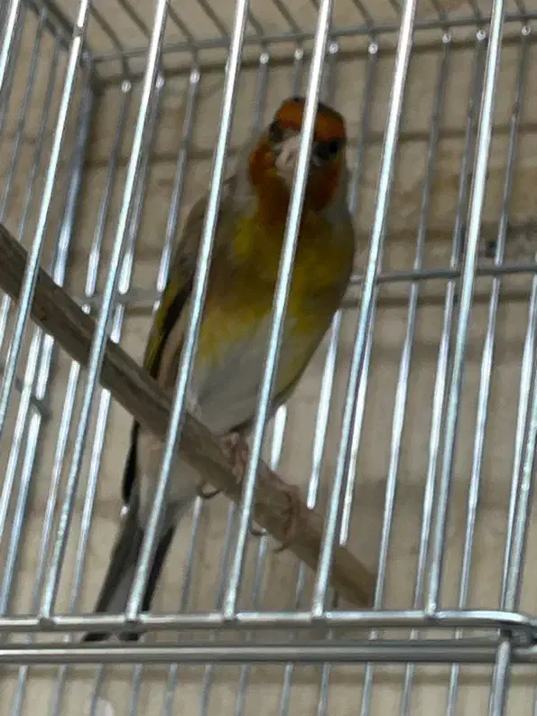 سره قناری|پرنده|تهران, مجیدآباد|دیوار