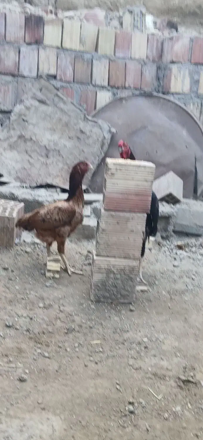 خروس خوب بفروش|حیوانات مزرعه|میناب, |دیوار