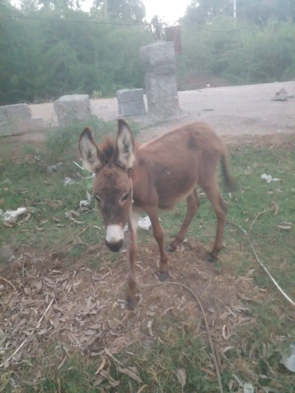 کره الاغ|حیوانات مزرعه|میناب, |دیوار