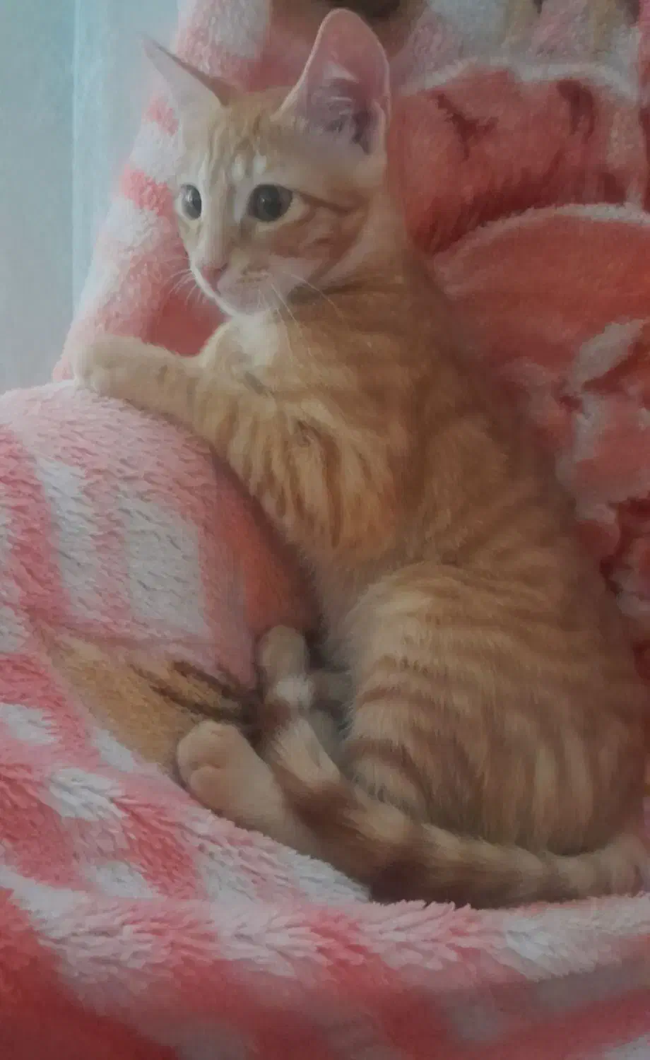 حیوان خانگی|گربه|رشت, سلیمانداراب|دیوار