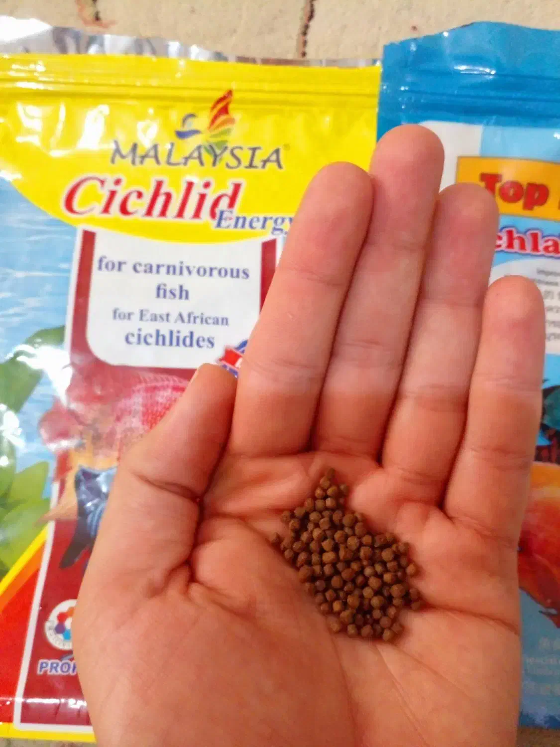 غذای ماهی رو آبی ماهی اسکار گلدفیش کوی و|ماهی|قزوین, |دیوار