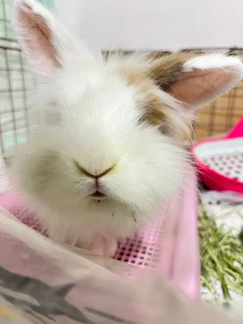 خرگوش لوپ نر|موش و خرگوش|کرمانشاه, |دیوار