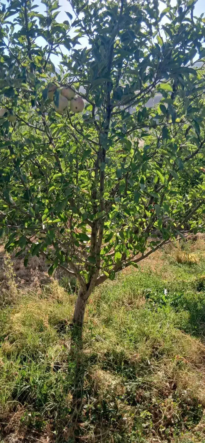 فروشی یک باغ سیب به متراژ ۲۰۰۰ متر|فروش زمین و ملک کلنگی|سیلوانه, |دیوار