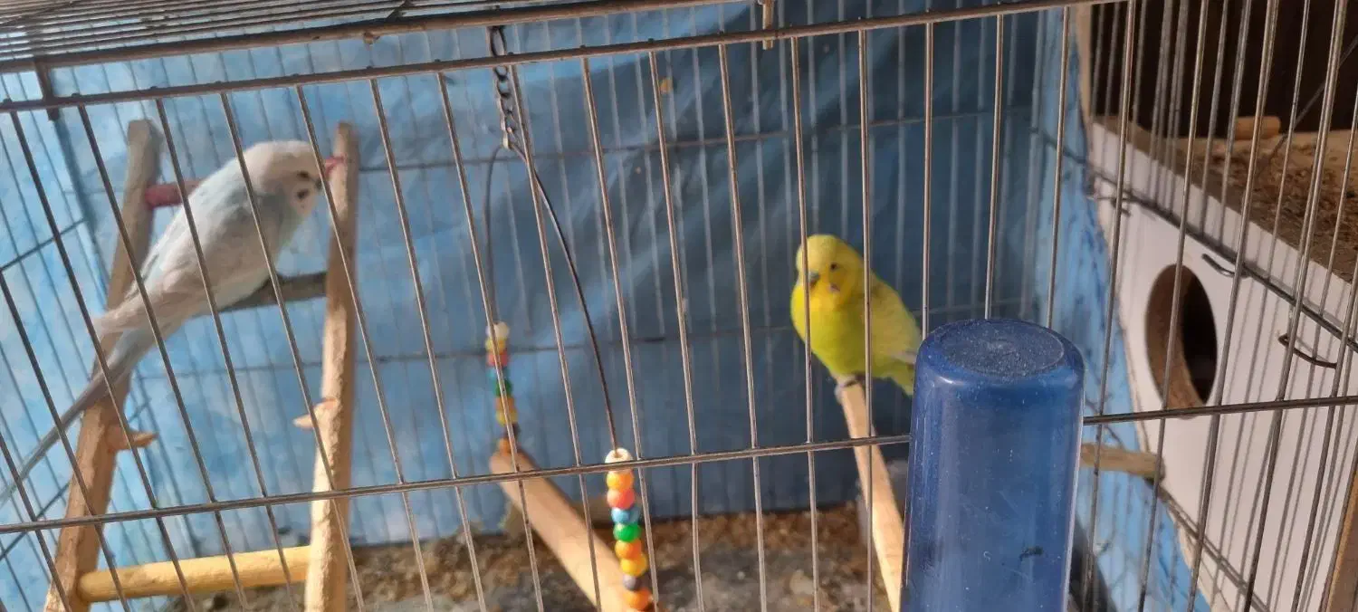 مرغ عشق رنگ خاص|پرنده|قزوین, |دیوار