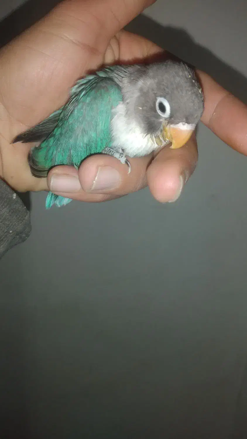 طوطی برزیلی|پرنده|گلپایگان, |دیوار