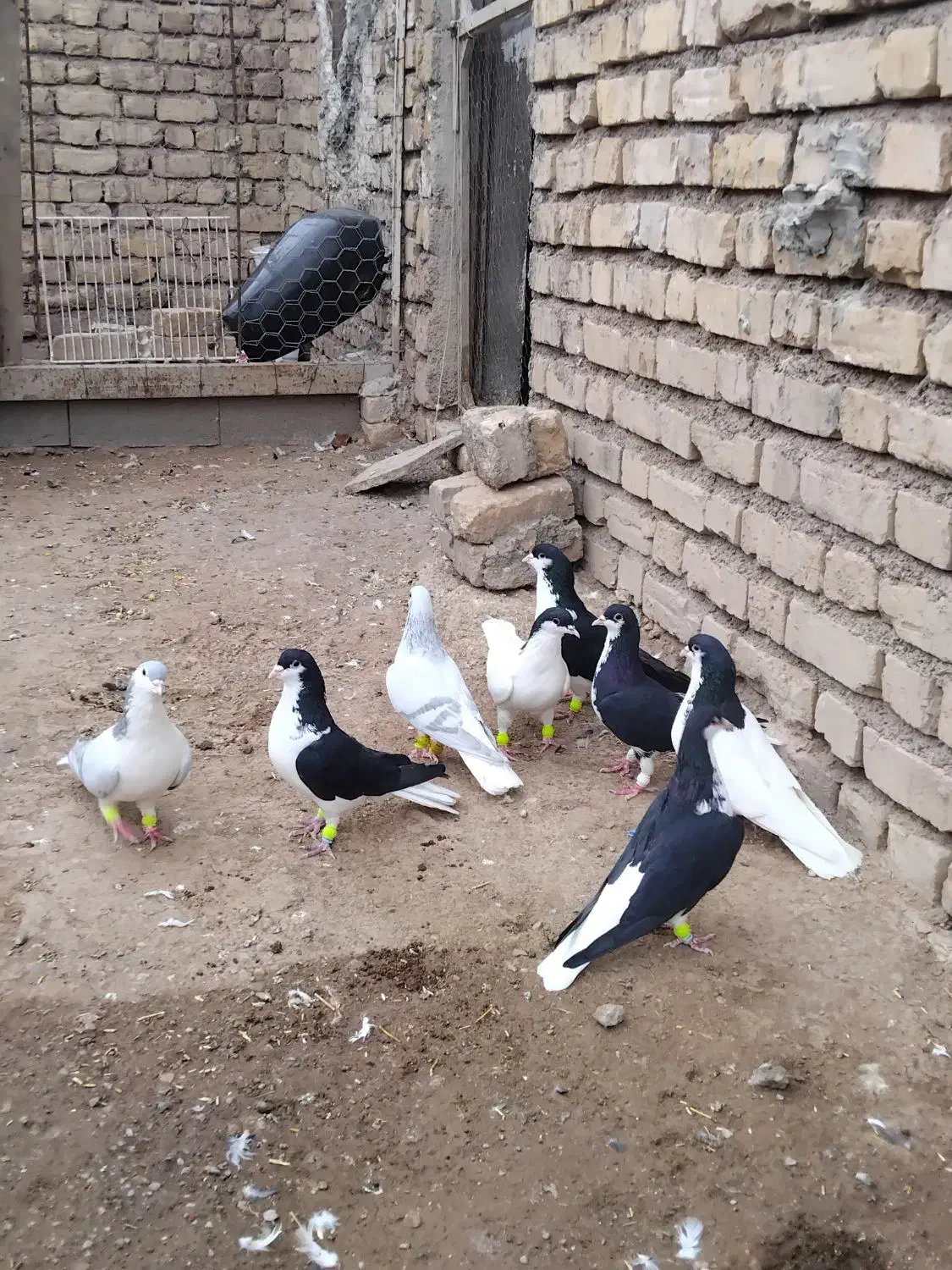 4 جفت کبوتر سیاه پوش ذات دار قشنگ سالم|پرنده|قزوین, |دیوار