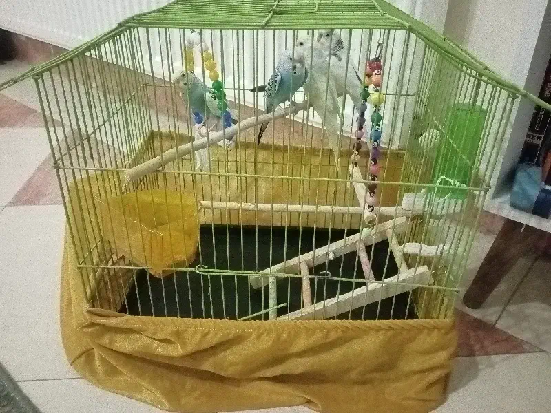 مرغ عشق سالم و سرحال|پرنده|کرج, شهرک فهمیده|دیوار