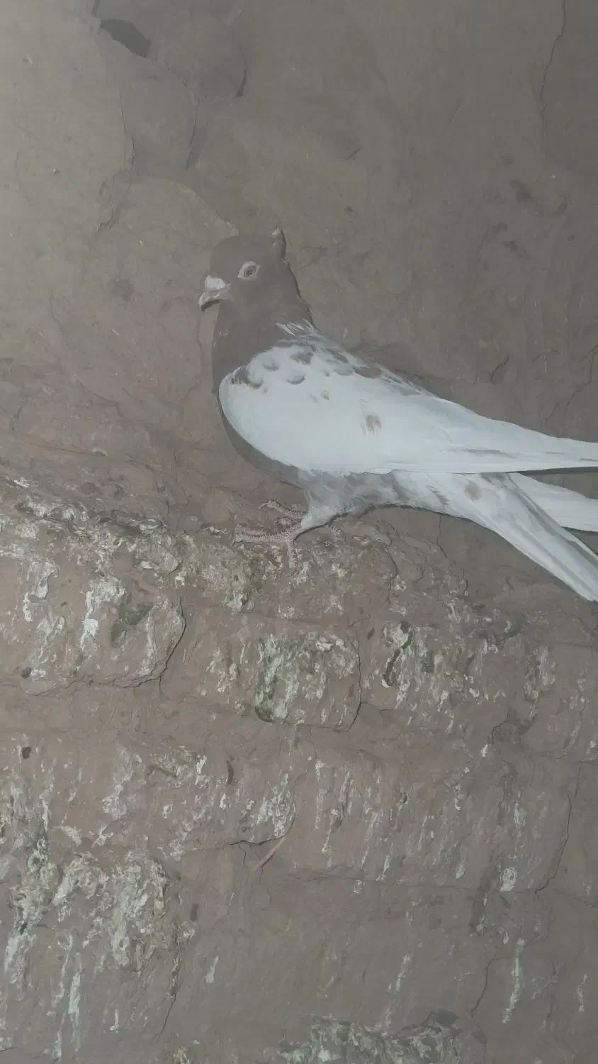 کفتر|پرنده|بردسکن, |دیوار