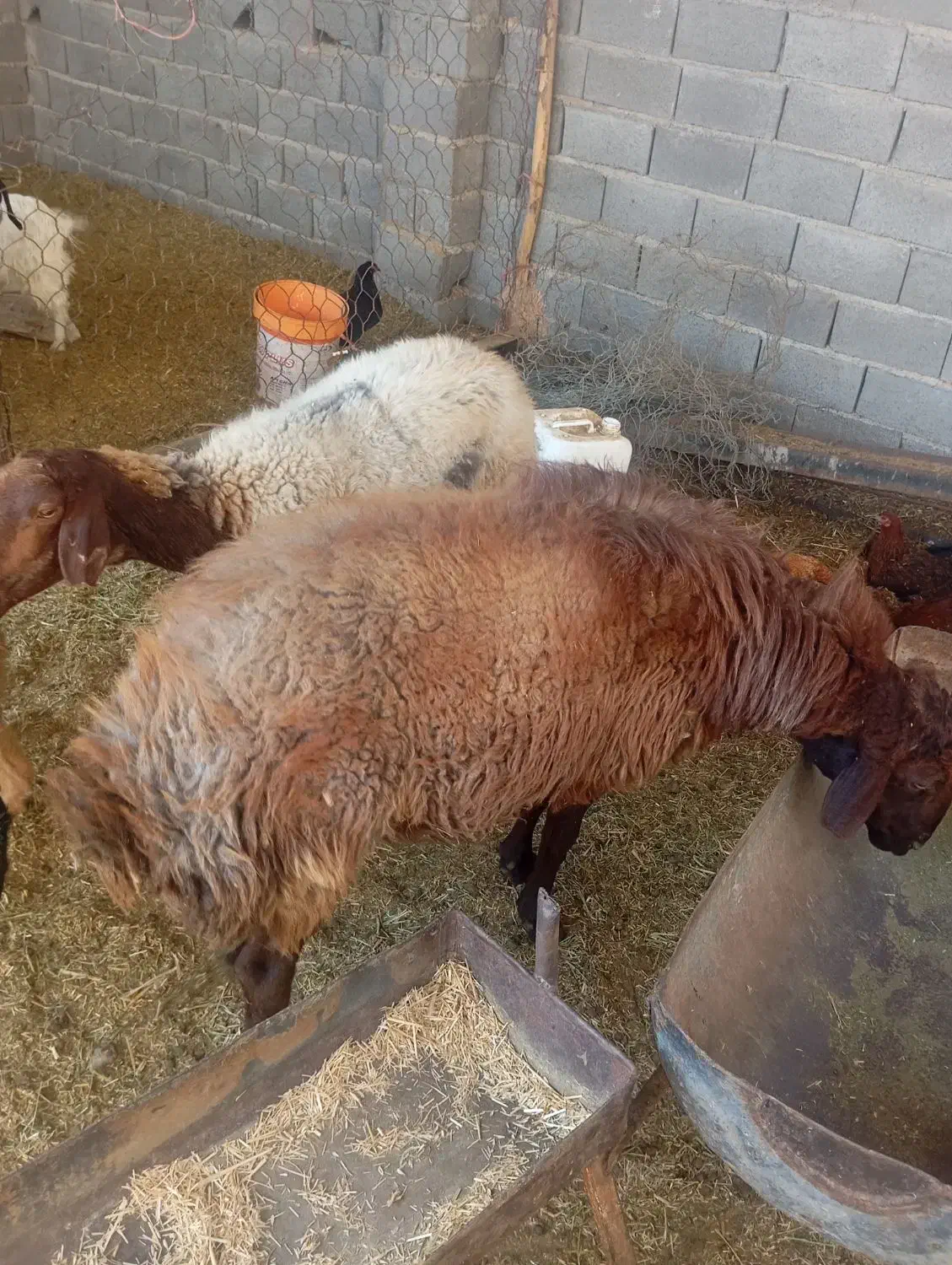 قوچ هترو|حیوانات مزرعه|جغتای, |دیوار