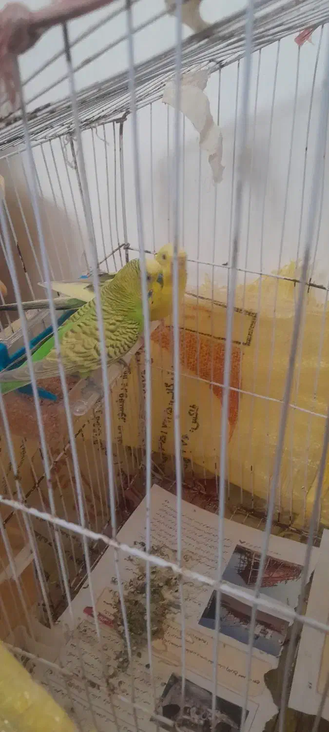 مرغ عشق|پرنده|بجنورد, |دیوار