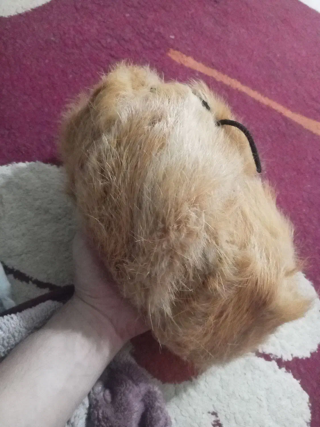 کلاه پشمی پوست شیر|لباس|برازجان, |دیوار