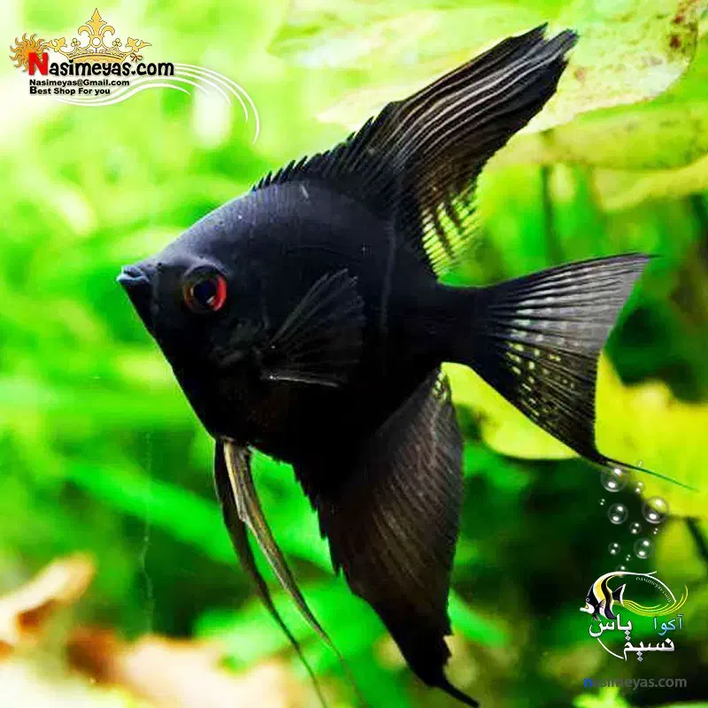 فروش ماهی تزئینی و آکواریوم|ماهی|سیرجان, |دیوار