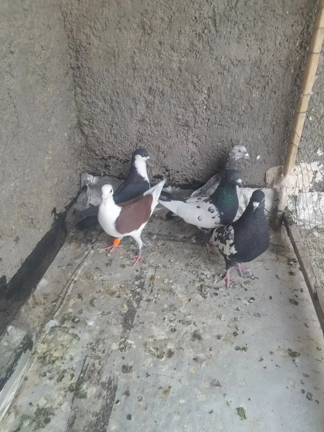 کفتر یا کبوتر|پرنده|تربت‌حیدریه, منظر|دیوار