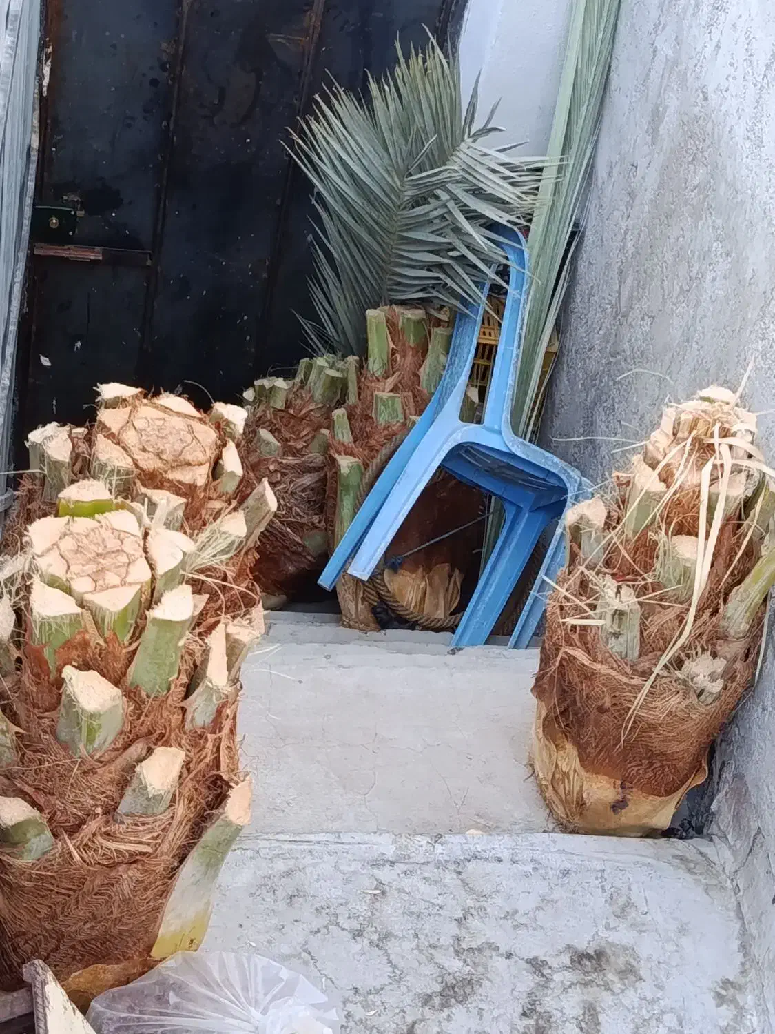 قطع نخل در منزل و باغ|گل و گیاه طبیعی|جهرم, |دیوار