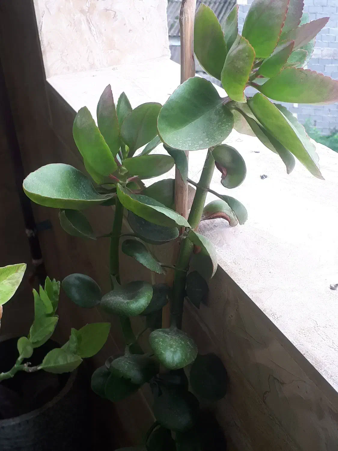 فروش گل طبیعی|گل و گیاه طبیعی|رشت, استقامت ۲|دیوار