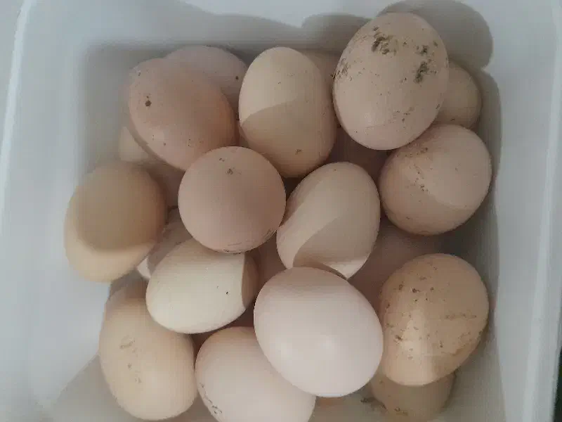 تخم مرغ محلی|خوردنی و آشامیدنی|آمل, |دیوار