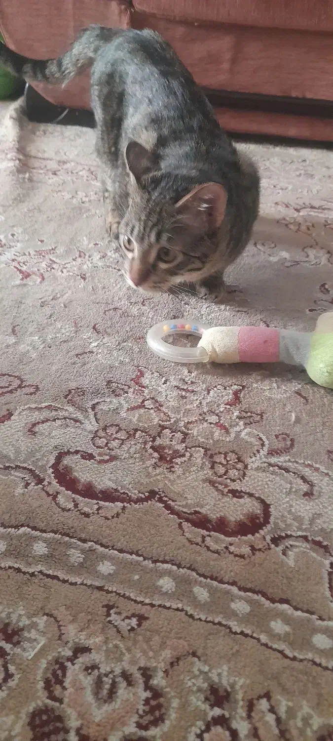 واگذاری رایگان گربه ملوس|گربه|مشهد, ابوذر|دیوار