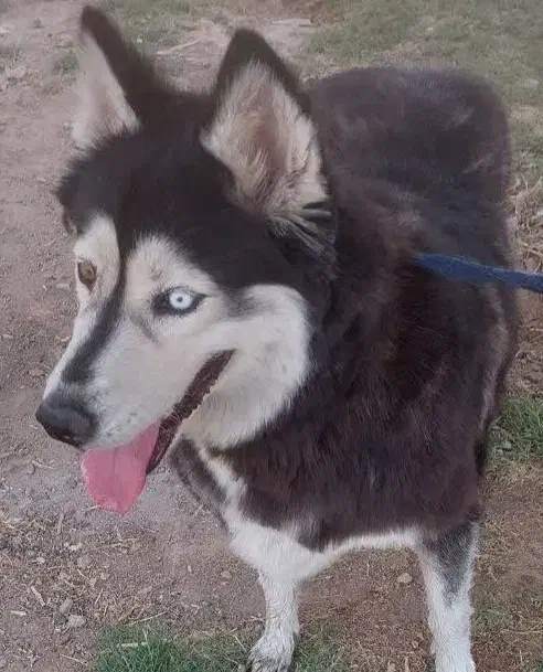 سگ هاسکی مالاموت|سگ|پاکدشت, پاکدشت (مامازند)|دیوار