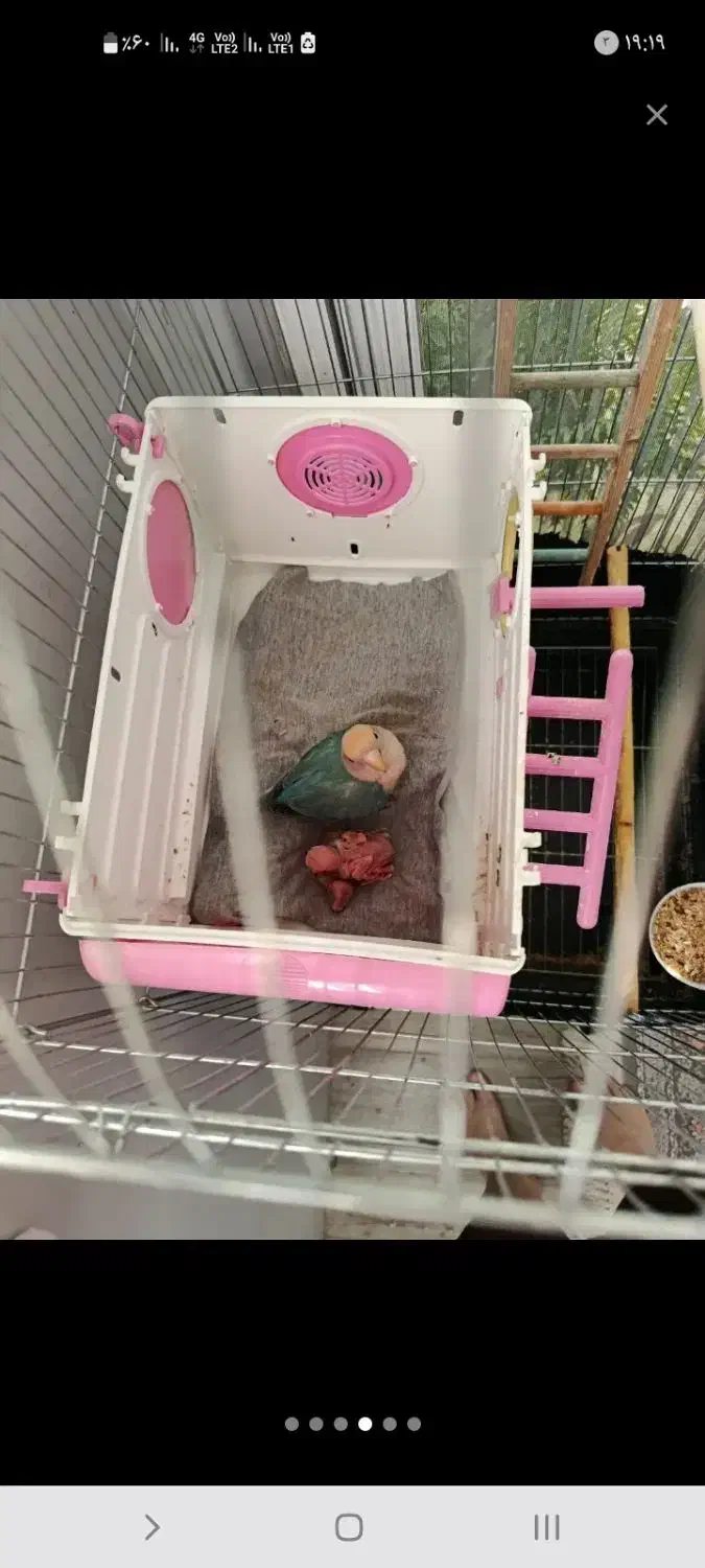 طوطی برزیلی مولد|پرنده|رودهن, |دیوار