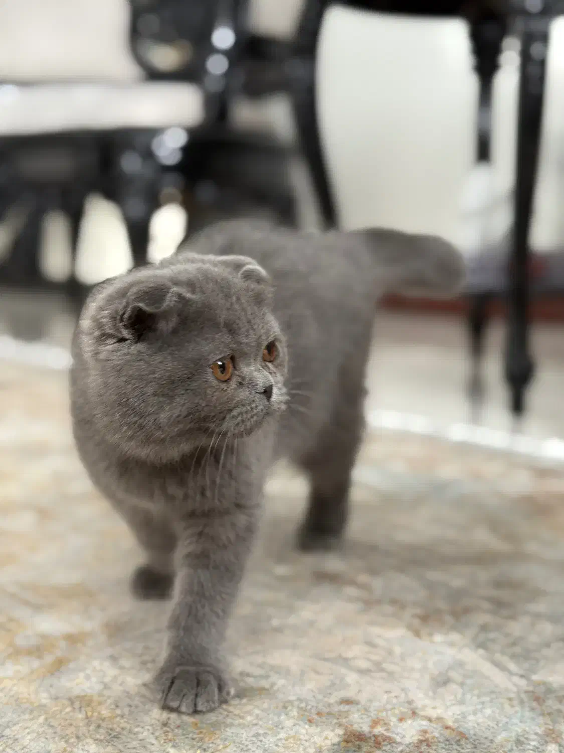 گربه اسکاتیش بلو وارداتی|گربه|کرج, عظیمیه|دیوار