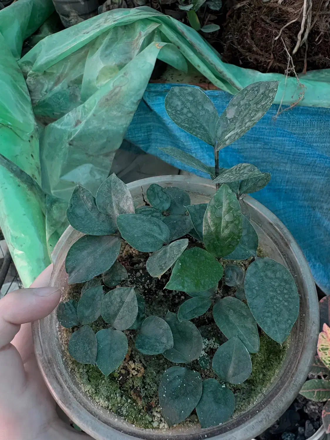 پک کامل زامو سبز فقط ۱۵۰|گل و گیاه طبیعی|قائمشهر, |دیوار