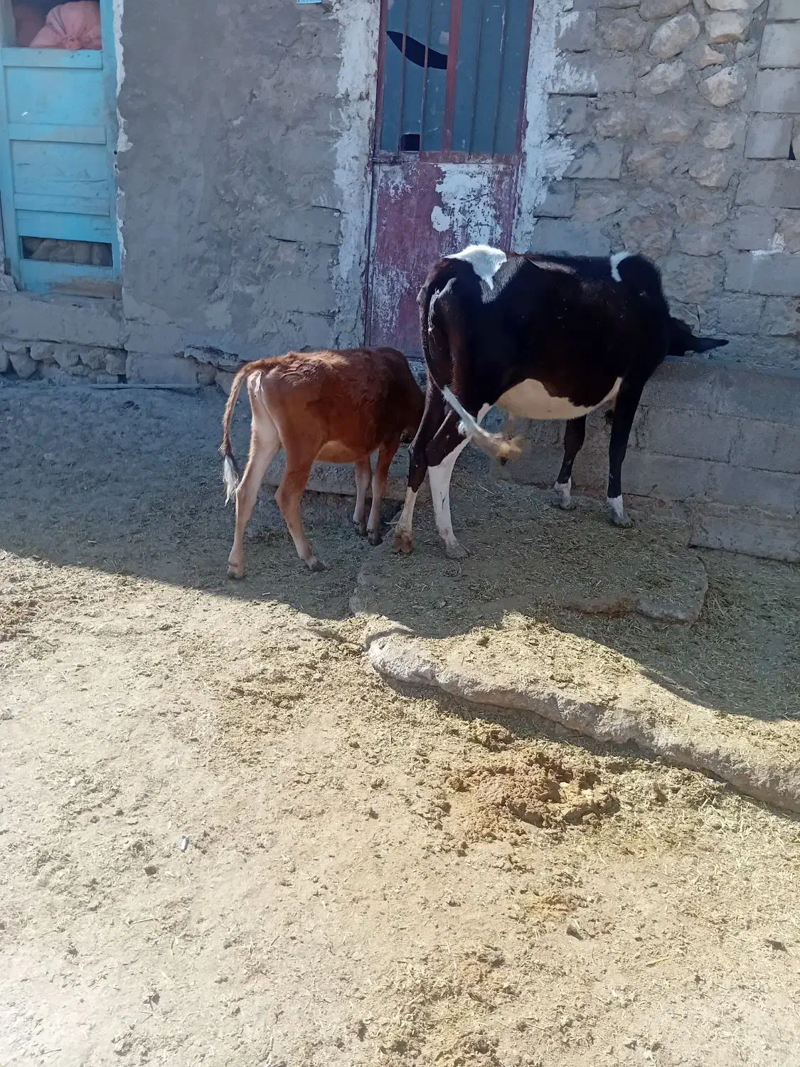 نر گوساله گاو سمینتال|حیوانات مزرعه|چیتاب, |دیوار