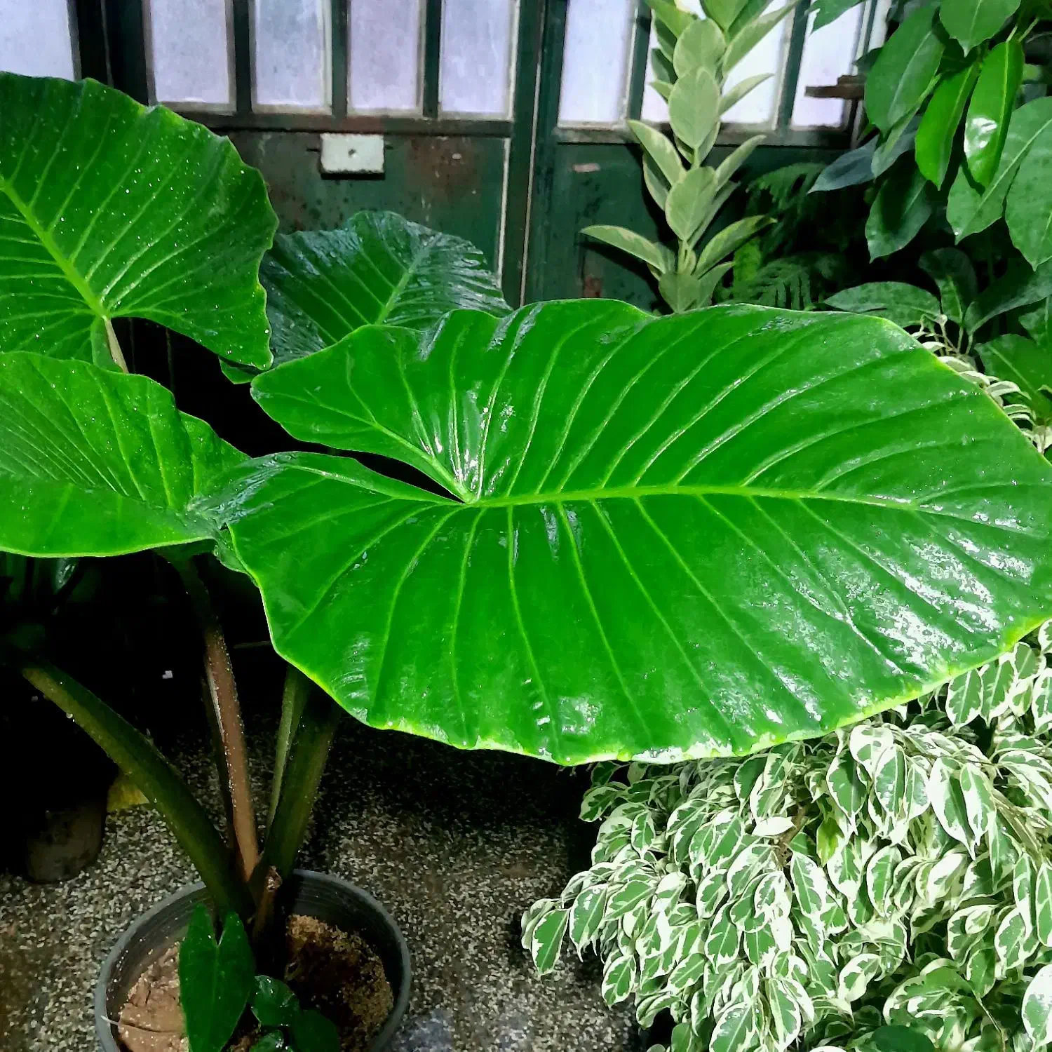 بابا آدم غول پیکر|گل و گیاه طبیعی|شیراز, شیخ روزبهان|دیوار