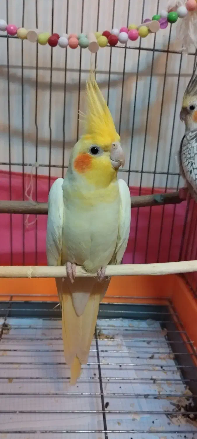 عروس هلندی|پرنده|تهران, اسکندری|دیوار