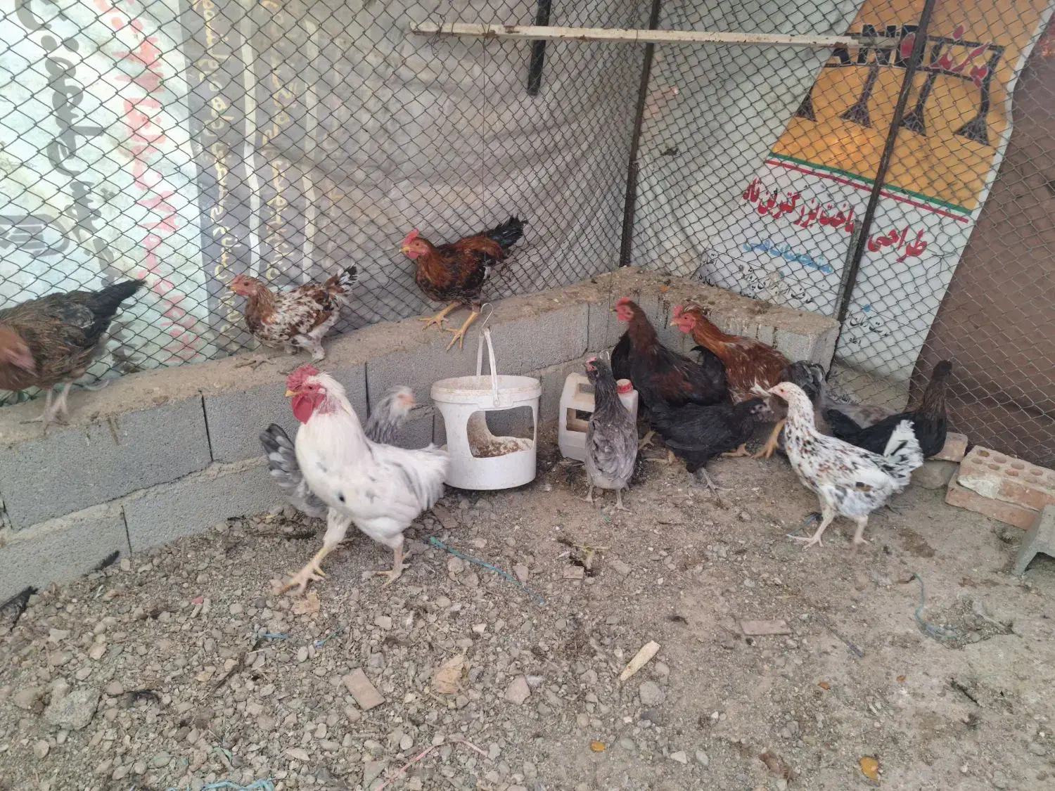 مرغ و خروس|حیوانات مزرعه|رباط‌کریم, رباط‌کریم|دیوار