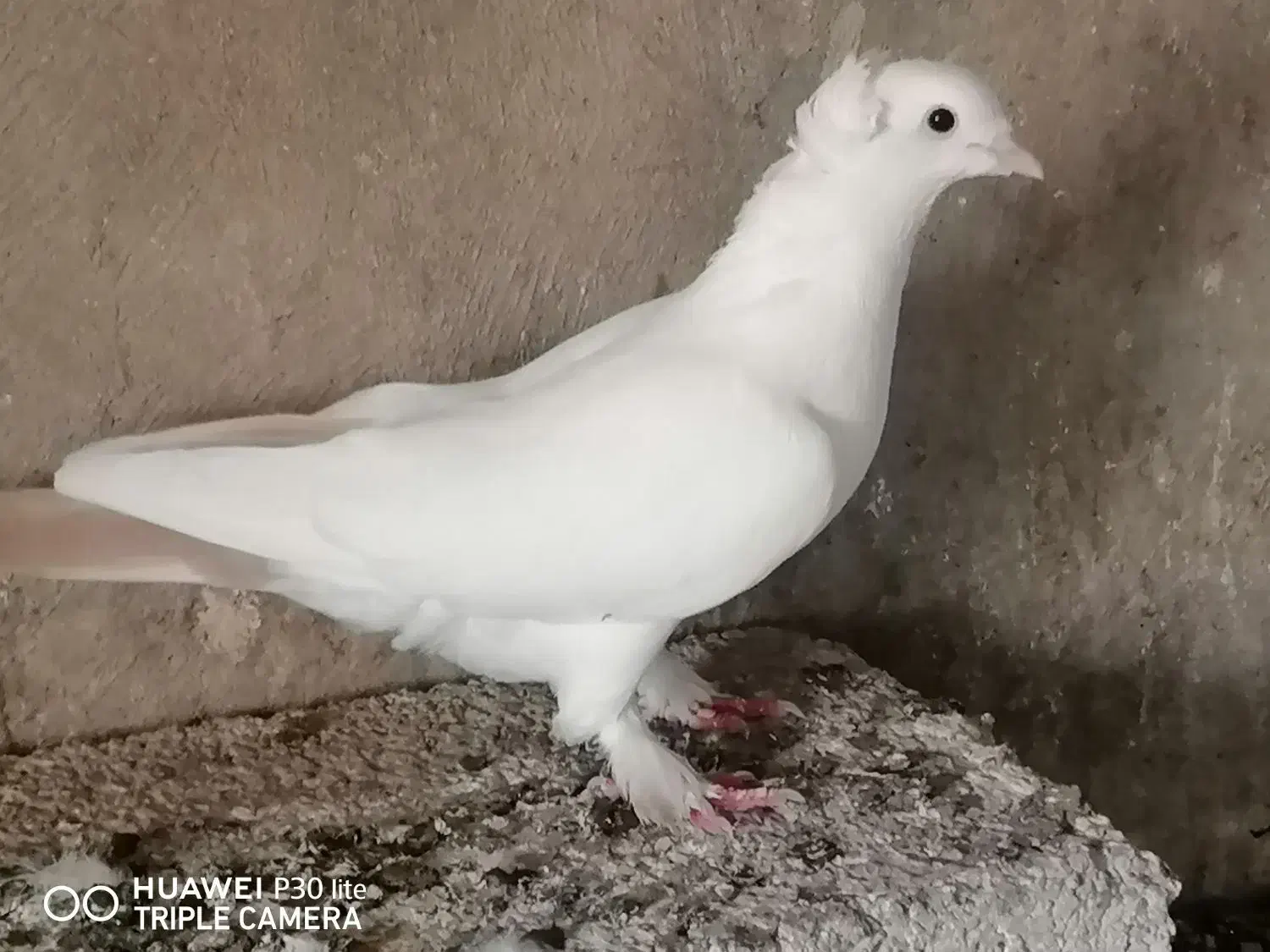 کبوتر|پرنده|خورموج, |دیوار